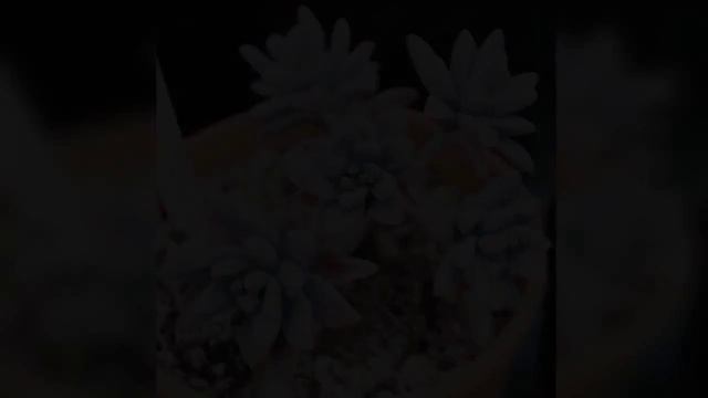 Pachyphytum, Pachyveria, Graptoveria, Sedeveria, Graptosedum, Graptopetalum Succulents Slideshow #3 смотреть онлайн