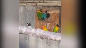 Неразлучник Фишера! Масковый неразлучник