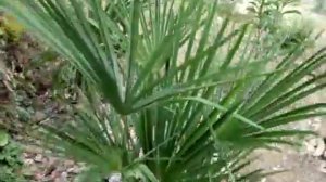 Trachycarpus fortunei - Китайская веерная пальма