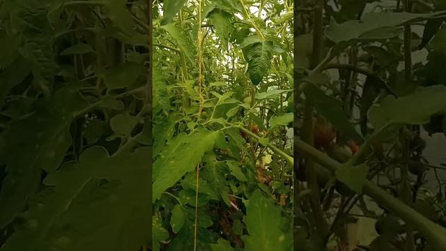 Томат Интуитивная прозорливость смотреть онлайн