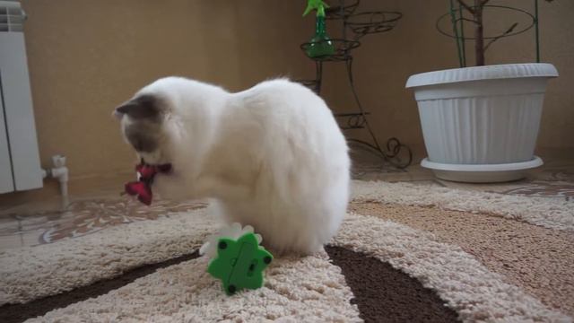 Beatrice Valiant Woolly Bolls. Кошечка Рэгдолл. 20.04 2019 г.р. смотреть онлайн