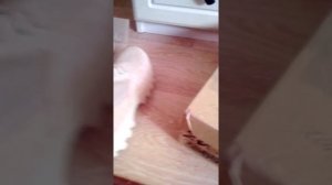 Берцы летние varan пустыня