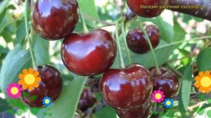 Вишня Прима. Краткий обзор, описание характеристик, где купить саженцы prunus cerasus Prima