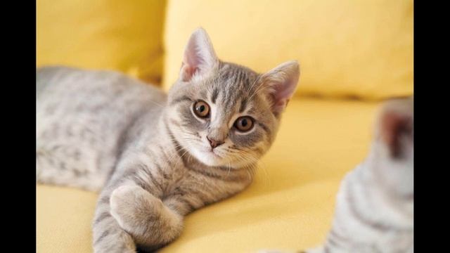 Самые Ми-Ми-Милые фото котов, кошек и котят! Подборка 2019!!!
