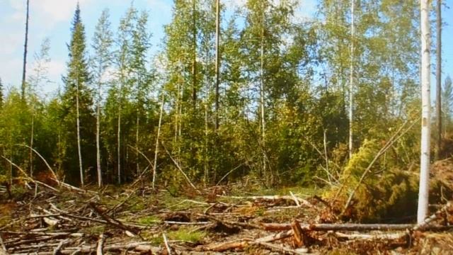 Как убрать или обрезать ненужное дерево около многоквартирного дома? смотреть онлайн