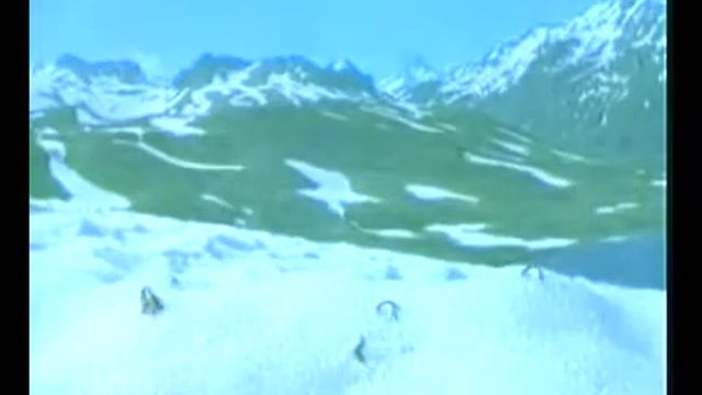 бессознательное животное демонстрирует высшей степени любовь и сомоотверженность