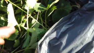 ШЕСТЬ ШАГОВ ДЛЯ ВЫСОКОГО УРОЖАЯ КЛУБНИКИ. ЧТО ДЕЛАТЬ С КЛУБНИКОЙ ПОСЛЕ ПЛОДОНОШЕНИЯ