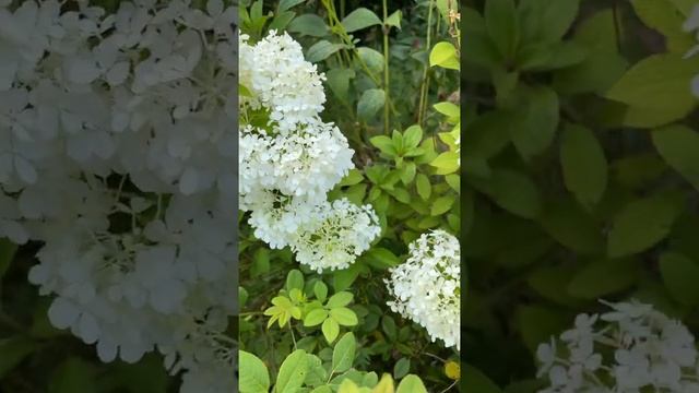 BOBO HYDRANGEA | HYDRANGEA PANICULATA