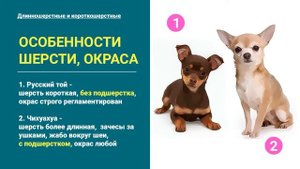 Будни собаки / РУССКИЙ ТОЙ и ЧИХУАХУА  ОТЛИЧИЯ