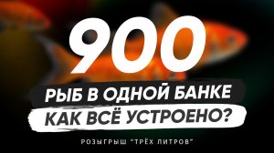 900 рыб в одной банке. Как всё устроено. Спецвыпуск