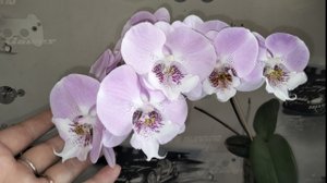 Цветёт орхидея Янгхом Принцес Phal. Younghome Princess