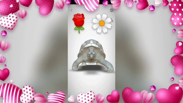 ?В ЛЮБЛЕННАЯ ЧЕРЕПАШКА?