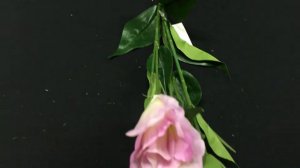 85496 www.cicognanisrl.it LISIANTHUS X 3 POLIESTERE A10476 ROSA