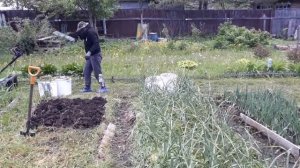 Мульчируем грядку озимого чеснока