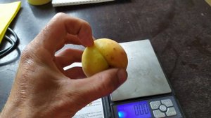 АБРИКОС Мелитопольский Ранний