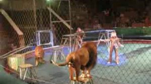 Нападение львов в цирке
