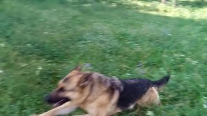 Доброе утро Атосика.  Прогулка.