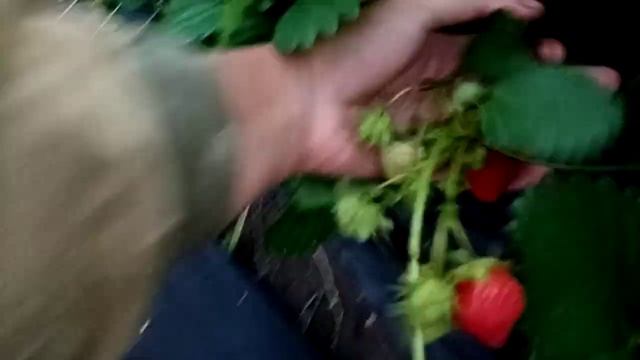 Обзор: Клубника сорт Шарлотта, ремонтантная француженка с изумительным вкусом и ароматом г. Омск. смотреть онлайн