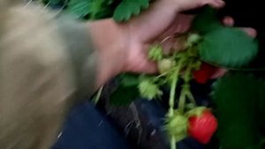 Обзор: Клубника сорт Шарлотта, ремонтантная француженка с изумительным вкусом и ароматом г. Омск.