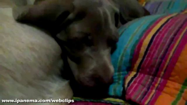 Weimaraner Ziggy & Labrador Lulu in SLEEPY TIME смотреть онлайн