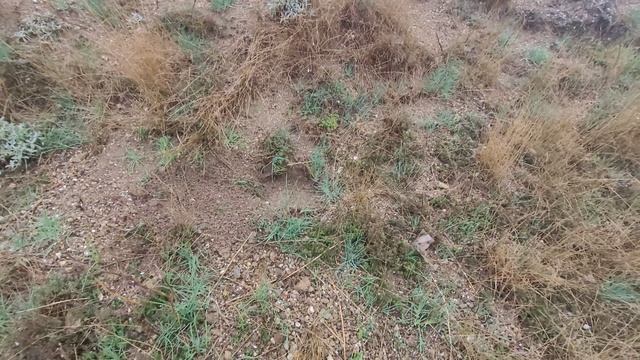 Посадка Чёрного Ореха,посадка 3. смотреть онлайн