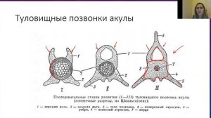 Позвонки хрящевых рыб