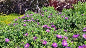 Aster Purple Dome