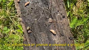 Не можете избавиться от улиток и слизней ??? Три простых способа на выбор