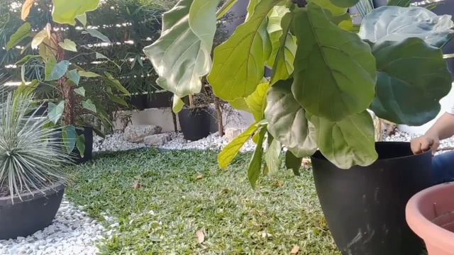 Malaki na ang Aming Bambino!!!