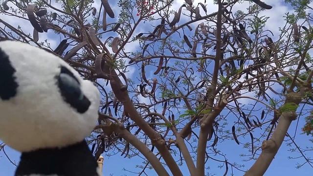 Летим на Тенерифе / Канарские острова#1/ Fly to Tenerife смотреть онлайн