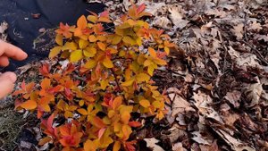 Spiraea japonica Спірея японска Double play Big Bang