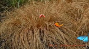 Осока косматая Бронз Форм (carex) ? осока Бронз Форм обзор: как сажать рассада осоки Бронз Форм