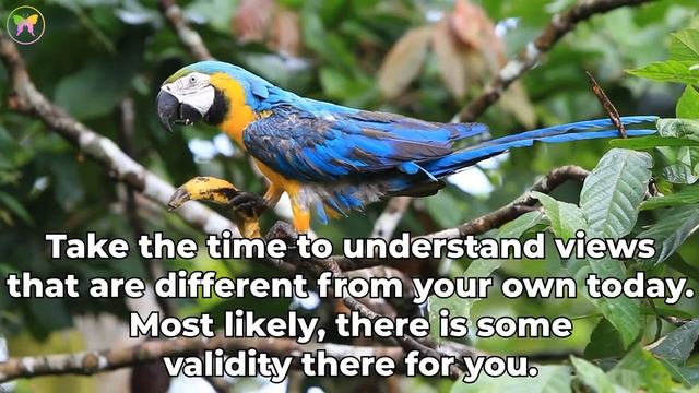 Parrot Symbolism