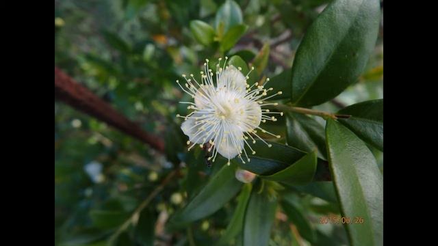 Myrtus communis var leucarpa Greece by Theo Fotiadis смотреть онлайн