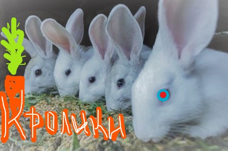 Кролики в деревне. Чем мы кормим кроликов - смотри внутри. Агротуризм.