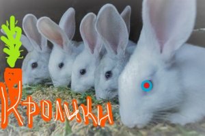 Кролики в деревне. Чем мы кормим кроликов - смотри внутри. Агротуризм.