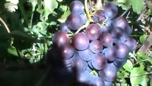 Виноград Тюльпан