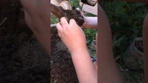 ищем красных дождевых червей для рыбалки