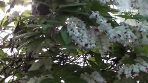 Комнатные растения Клеродендрон госпожи Томпсон