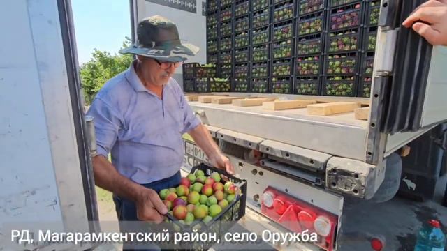 Сельхозпроизводитель из с.Оружба Магарамкентского района поставляет продукцию на российский рынок
