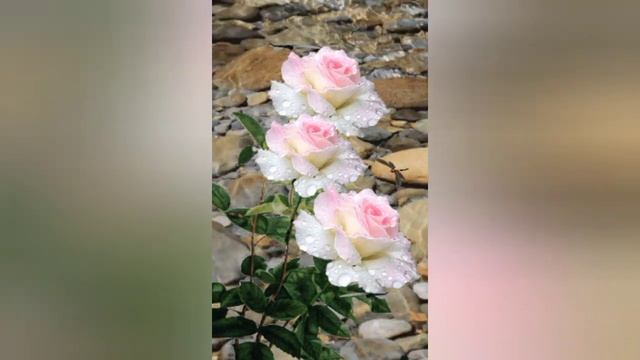 БОГ ДЕЙСТВУЕТ НА ЖИЗНЬ ЧЕЛОВЕКА, КАК ВРАЧ.. ИЗВЛЕКАЕТ НАРУЖУ БОЛЕЗНЕННЫЕ НАЧАЛА ДУШИ.. смотреть онлайн