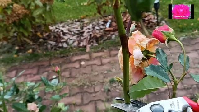 Обрезаю и пригибаю розы