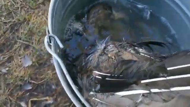 Как быстро ощипать гуся или утку? Лайфхак от #БулчутКыыс смотреть онлайн