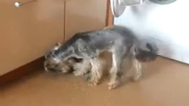 Йоркшир против Мопса Jorkshirsky terrier VS Pug