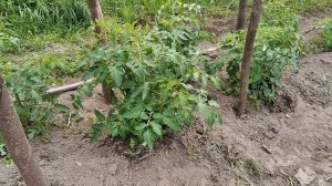 Подвязка помидоров на шпалеру  #шпалера  #томаты  #подвязка_помидоров