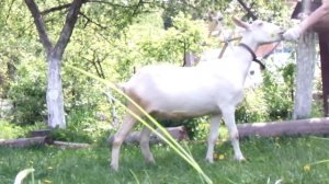 Классическая зааненская коза