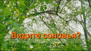 Послушайте как красиво поет соловей...