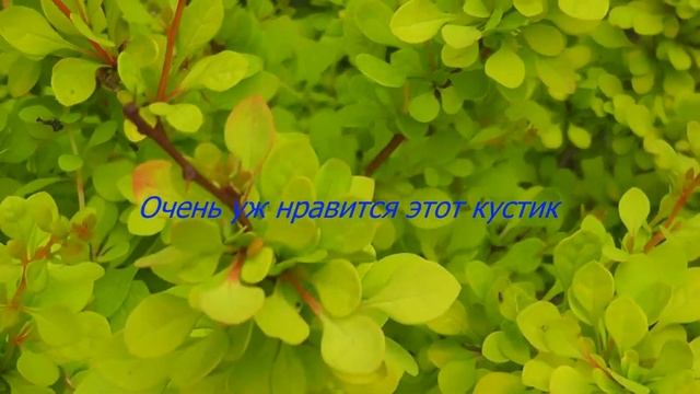Декоративные деревья/барбарис/спирея/гудлея/сирень/Цветы/незабудки/каменеломка/Зачем коты едят трав