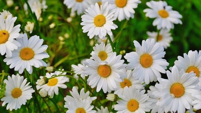 Люблю. Андрей Дементьев (слушать стихи о любви) смотреть онлайн