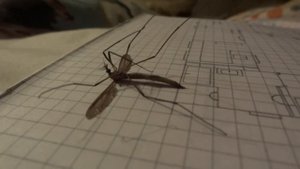 Комар гигант - Долгоножка